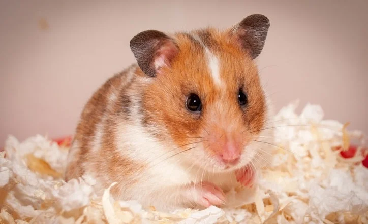 Pet shop hamster