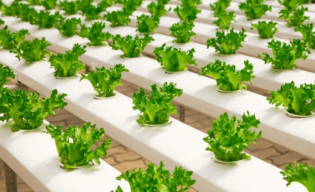 Urban farming solutions