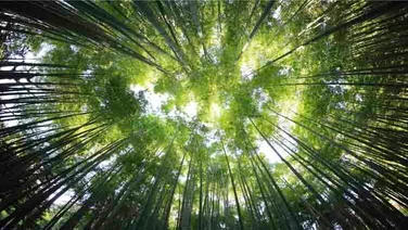 shot of treetops taken from the ground