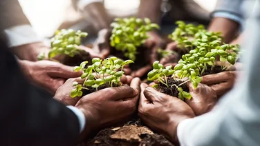 Plants, business hands and group of people gardening, agriculture or sustainable growth, teamwork and startup. Palm, plant and circle of women and man with sustainability, agro project or investment.