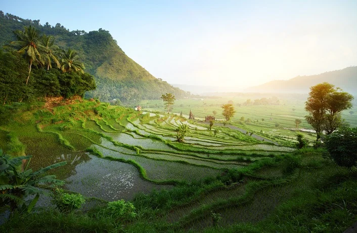 Rice tarrace in mountains. Bali. Indonesia